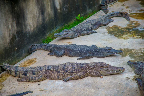 Krokodile Auf Den Philippinen Die Philippinen Sind Ein Land Südostasien — Stockfoto
