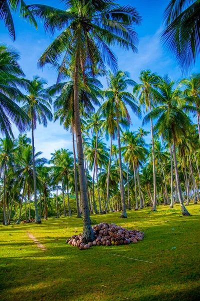 필리핀의 코코넛 필리핀은 동남아시아에 나라이다 이들의 기후는 대부분 지방입니다 — 스톡 사진