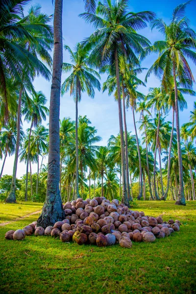 Cocos Nas Filipinas Filipinas País Localizado Sudeste Ásia Seu Clima — Fotografia de Stock