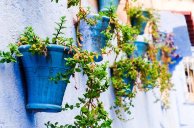 Mevsimlik arka plan ve mavi Demlikli mavi duvarda asılı bitkiler