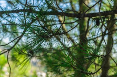 Yumuşak arka plan ile yakın çekim ağacının yaprakları