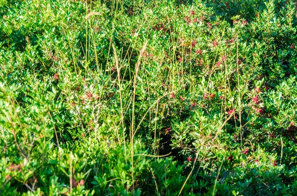 stock image green and rose textured and sharp bushes