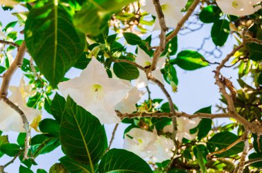 beyaz bir çiçek yaprakları ön planda olan bir ağaç üzerinde asılı isteyen