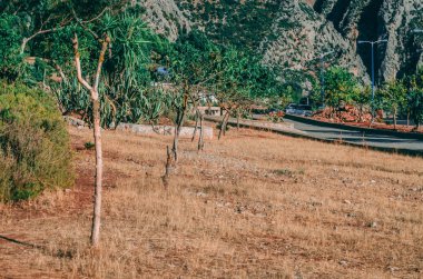 Peyzaj ağaçları sarı zemin ve arka planda dağ ile dizilmiş