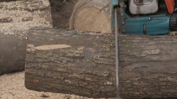 木こりは鋸そして木と枝の燃料を削減します。4 k — ストック動画