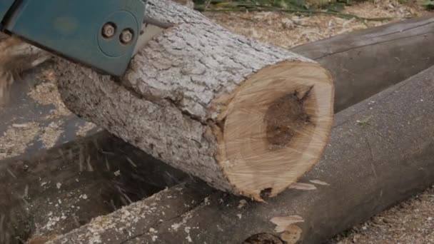 Woodcutter saws and cuts down trees and branches for fuel. slow motion — Stock Video