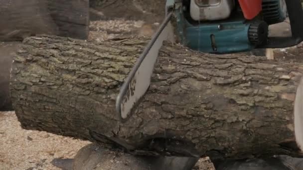 Woodcutter sawing logs for firewood. 4k — Stock Video