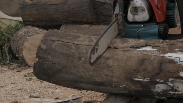Skogshuggaren sågning loggar för ved — Stockvideo