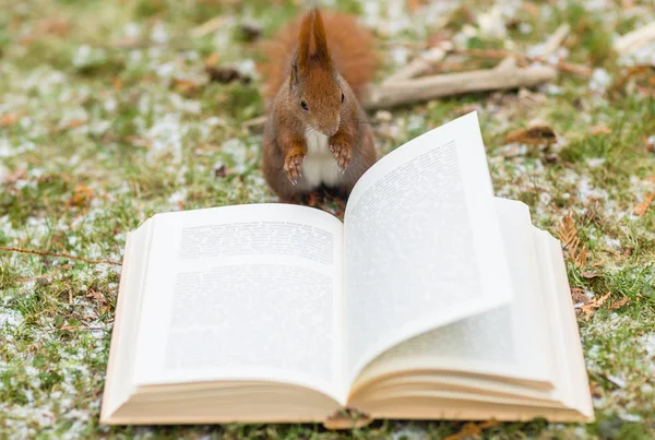 Bir sincap ormanın içinde açık bir kitap okuma ile okuma-yazma ve fantezi tema.