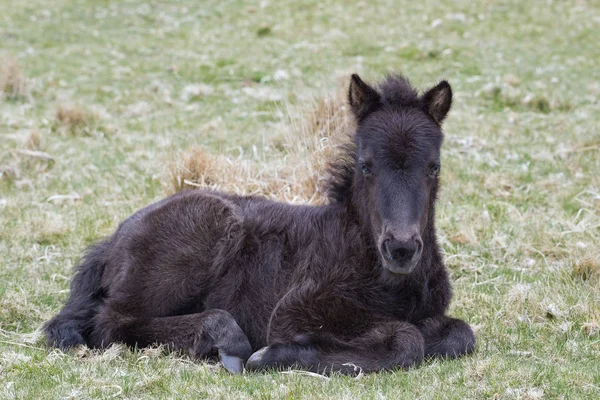 Hříbě Divokých Dartmoor Pony — Stock fotografie