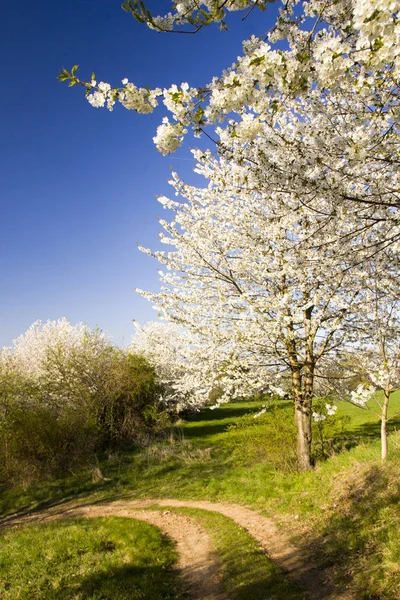 Весна сельский пейзаж в деревне — стоковое фото