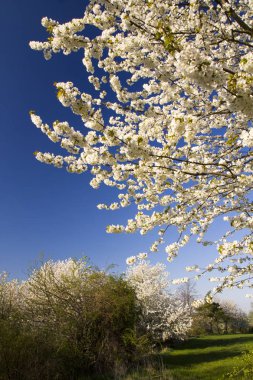Köyde bahar kırsal manzara