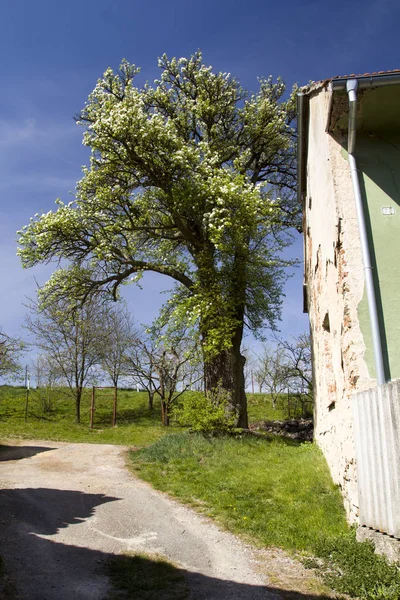 Spring landscape with traditional old rural house — Stock Photo, Image