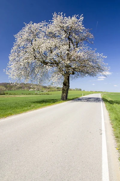 Весенний пейзаж с традиционной старой сельской дорогой — стоковое фото