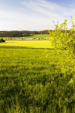 Yaz güneşli gün wheater yeşil buğday tarlası