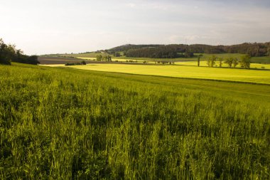 Yaz güneşli gün wheater yeşil buğday tarlası