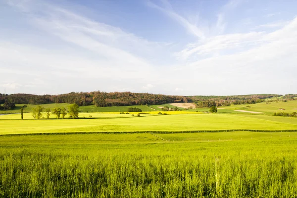 Зелене пшеничне поле в літній сонячний день — стокове фото
