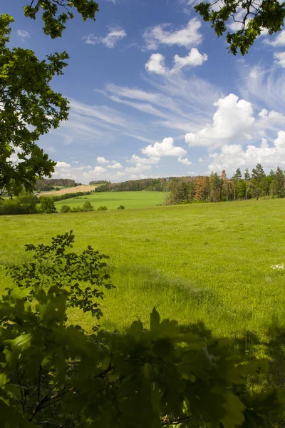 Wiese mit grünem Gras in der hügeligen Landschaft — Stockfoto