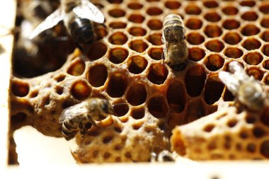 Detay görünümünde doğal bahar bal ve petek