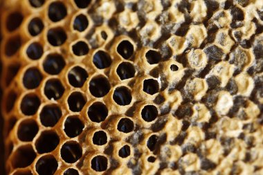 Detay görünümünde doğal bahar bal ve petek