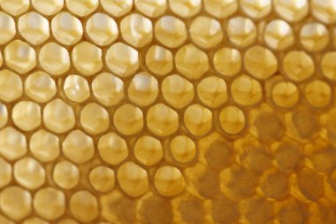 Detay görünümünde doğal bahar bal ve petek