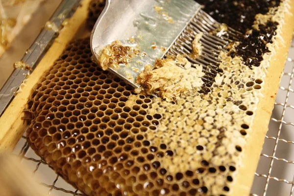 Miel de primavera natural y panal en detalle —  Fotos de Stock