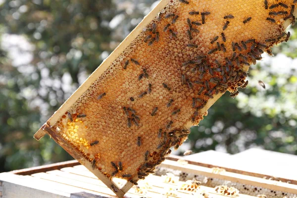 Naturlig vårhonung och Honeycomb i detaljvy — Stockfoto