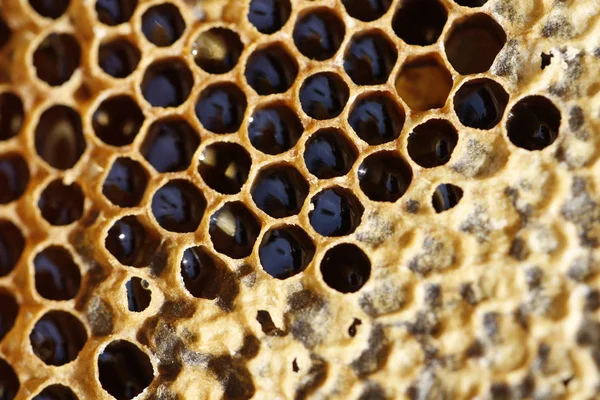 Naturlig vårhonung och Honeycomb i detaljvy — Stockfoto