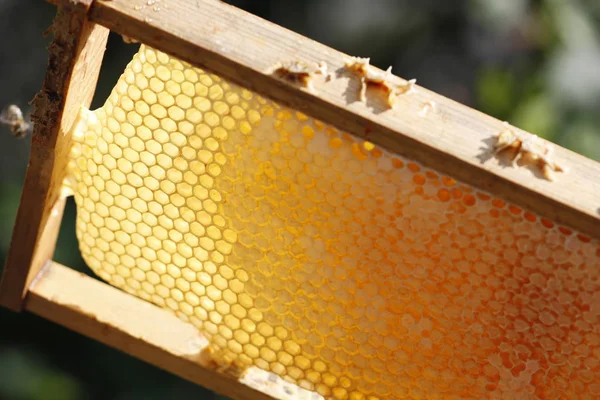 Naturlig vårhonung och Honeycomb i detaljvy — Stockfoto