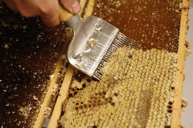 Detay görünümünde doğal bahar bal ve petek