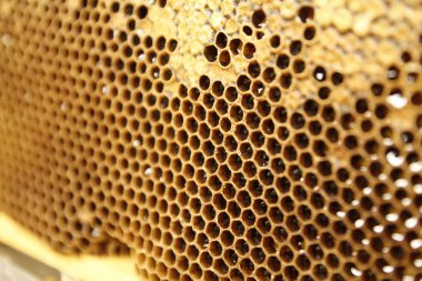 Detay görünümünde doğal bahar bal ve petek