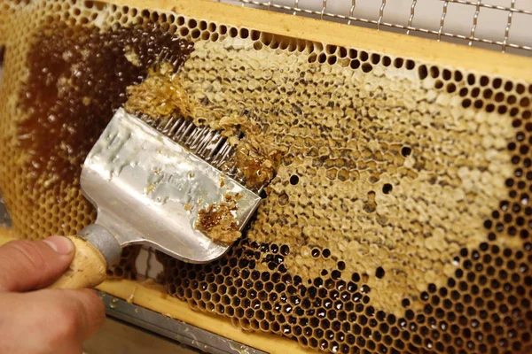 Miele naturale primaverile e nido d'ape in dettaglio vista — Foto Stock