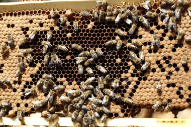 Detay görünümünde doğal bahar bal ve petek