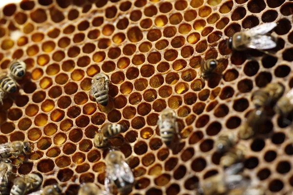 Naturlig vårhonung och Honeycomb i detaljvy — Stockfoto