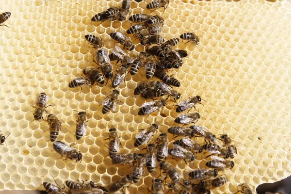 Naturlig vårhonung och Honeycomb i detaljvy — Stockfoto