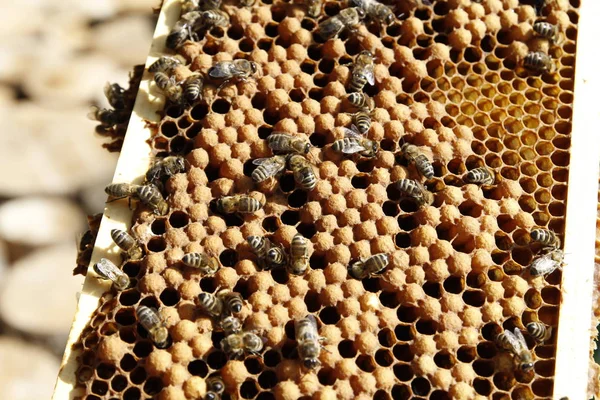 Naturlig vårhonung och Honeycomb i detaljvy — Stockfoto