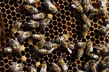 Detay görünümünde doğal bahar bal ve petek