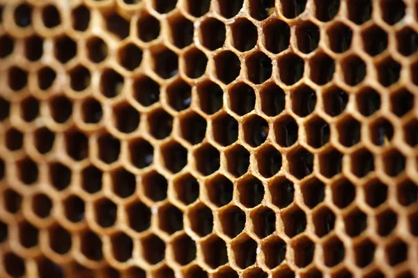 Naturlig vårhonung och Honeycomb i detaljvy — Stockfoto