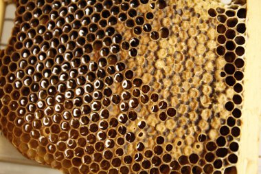 Detay görünümünde doğal bahar bal ve petek