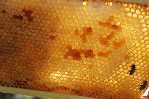 Miel de primavera natural y panal en detalle —  Fotos de Stock