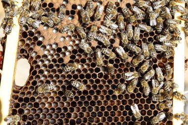 Detay görünümünde doğal bahar bal ve petek