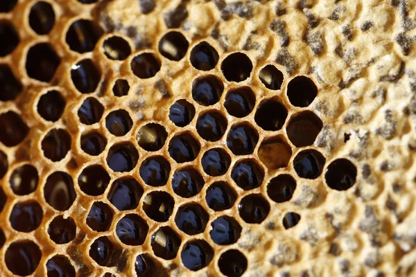 Miel de printemps naturel et nid d'abeille en détail vue — Photo