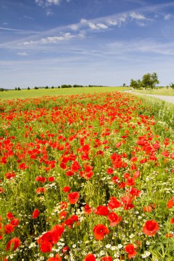 Yaz güneşli bir günde eski kırsal ev