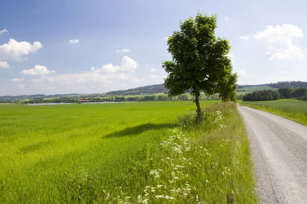 Сельская сцена с зеленой травой и голубым небом — стоковое фото