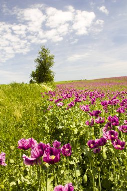 Yeşil çim ente ve mavi gökyüzü ile Bahar kırsal manzara