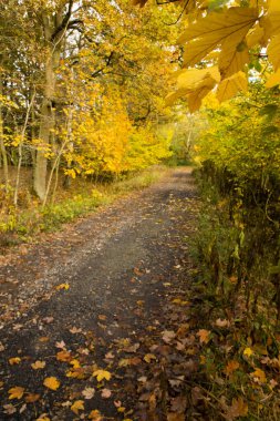 Sonbahar zamanında karanlık ormanda güzel bir kırsal gezinti
