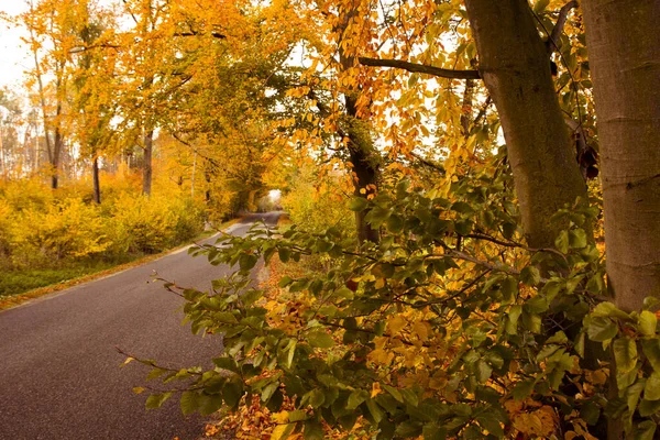 Beautiful rural ride in autumn time in dark forest ストックフォト