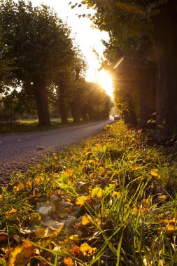 Sonbahar manzarasının önünde şarap üzümleri