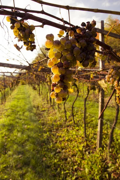Uvas de vino frente al paisaje otoñal Imagen de stock