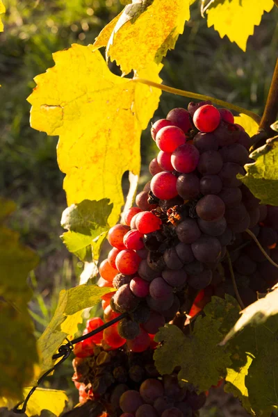 秋の風景の前にワインブドウ ロイヤリティフリーのストック画像